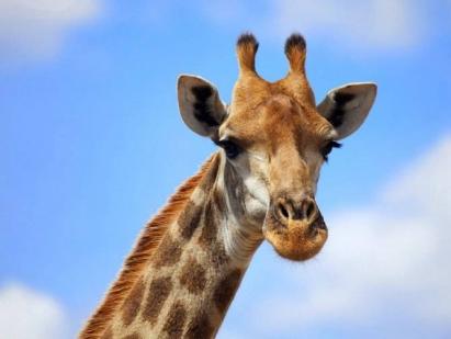 Интересные факты о жирафах для детей и взрослых Жираф общие сведения из истории