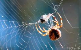 Почему пауки не липнут к собственной паутине?