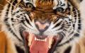 बाघ राशि - चीनी राशिफल