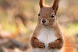 Čeľaď: Sciuridae = veverička