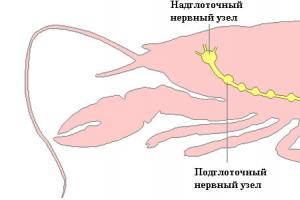 Reproduction of crustaceans development Crustaceans briefly