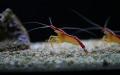 Varietetet e krustaceve - Crustaceans - Enciklopedia - Blog - dyqan online ushqim deti havjar