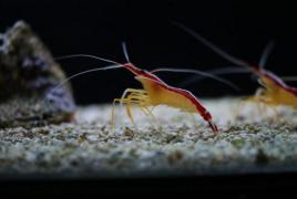 Crustacean varieties - Crustaceans - Encyclopedia - Blog - Online seafood store caviar