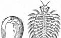 Crustaceans (ass. f. d. Mordukhai-Boltovskoy).  Higher and lower crustaceans