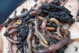 Earthworm representative