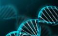 Днк и гены. Молекула ДНК человека. Как работают гены, что такое РНК, нуклеотиды, синтез белка Свойства молекулы днк кратко