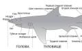 Haizivs zīmējuma iekšējā struktūra
