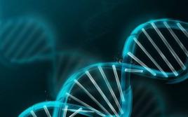 DNS un gēni.  Cilvēka DNS molekula.  Kā darbojas gēni, kas ir RNS, nukleotīdi, DNS molekulas īpašības